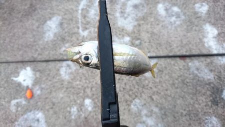 新規ポイントで